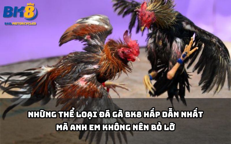 Đá gà BK8 mang đến đủ thể loại nảy lửa – từ Campuchia, Thomo đến cựa dao siêu hấp dẫn