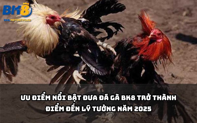 Tốc độ mượt, tỷ lệ kèo ngon và bảo mật cao khiến Đá gà BK8 được anh em săn đón cuồng nhiệt