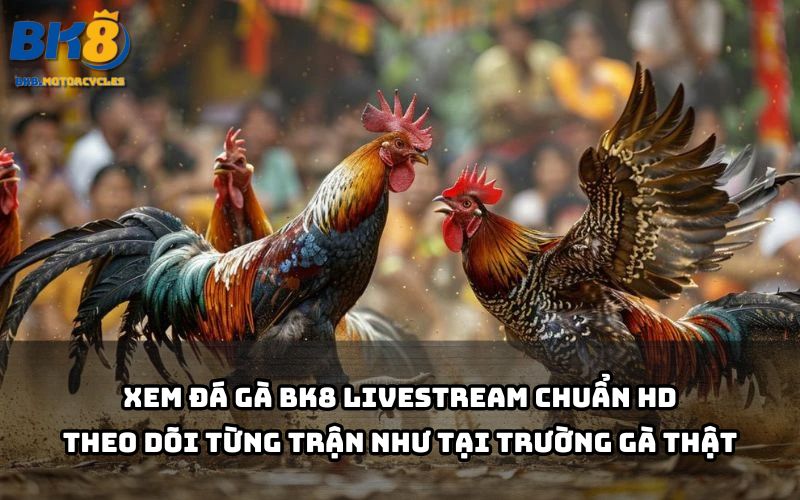 Đá gà BK8 phát sóng HD rõ nét, bắt trọn mọi pha ra đòn mãn nhãn như ngồi tại đấu trường